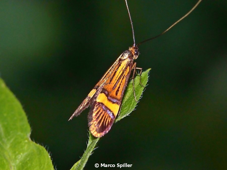 Nemophora degeerella